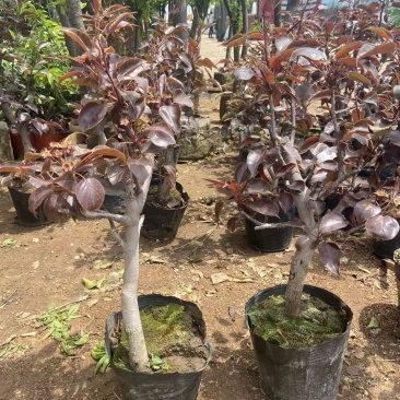 红啤梨树苗盆栽地栽南北方种植带果发货梨苗批发基地包邮