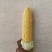 太阳花甜玉米，电商货，市场货，全国供应现场视屏看货。