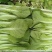 《小白菜》对接电商商超食品厂奶白菜毛白菜杭白菜