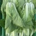 《小白菜》对接电商商超食品厂奶白菜毛白菜杭白菜