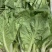 《小白菜》对接电商商超食品厂奶白菜毛白菜杭白菜