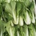《小白菜》对接电商商超食品厂奶白菜毛白菜杭白菜