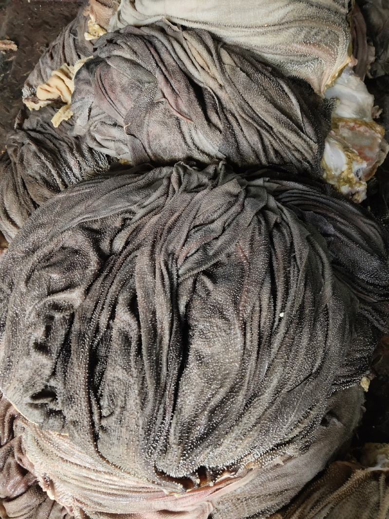 黄牛鲜毛肚