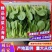 《上海青》小青菜各种叶类菜，代收代发产地直发，商超食品厂