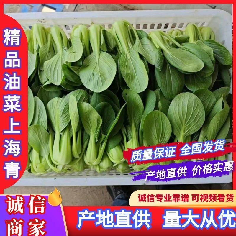 《上海青》小青菜各种叶类菜，代收代发产地直发，商超食品厂