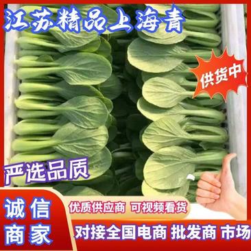 《小青菜，上海青》油菜对接商超食品厂，各种叶类菜代收代发