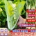 《小白菜》对接电商商超食品厂奶白菜毛白菜杭白菜