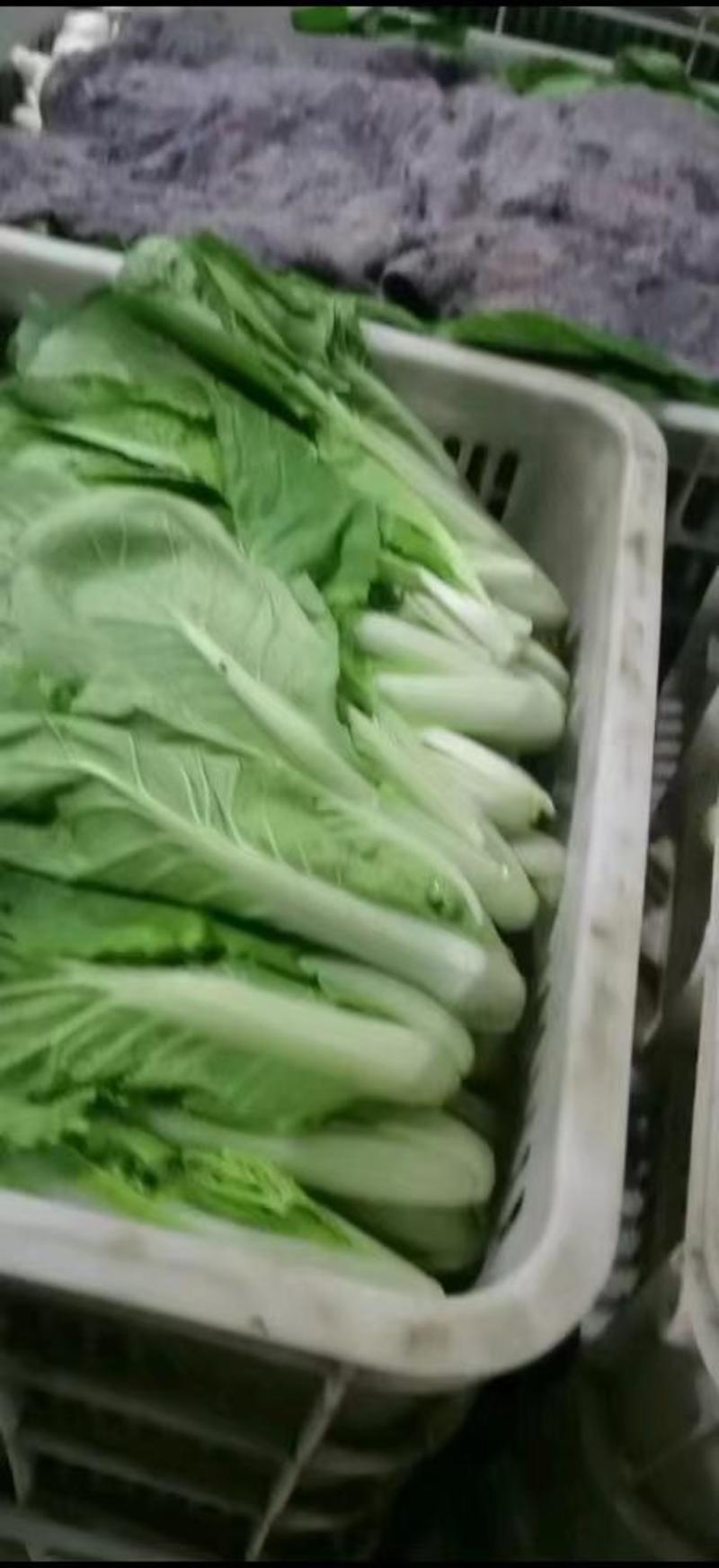 【小白菜】山东精品快菜大量供应，品质保证，全国发货