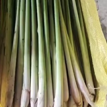 香茅草