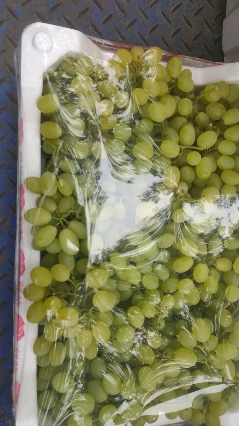 【热卖】精品油桃各种油桃品种规格齐全产地直供欢迎来电联系