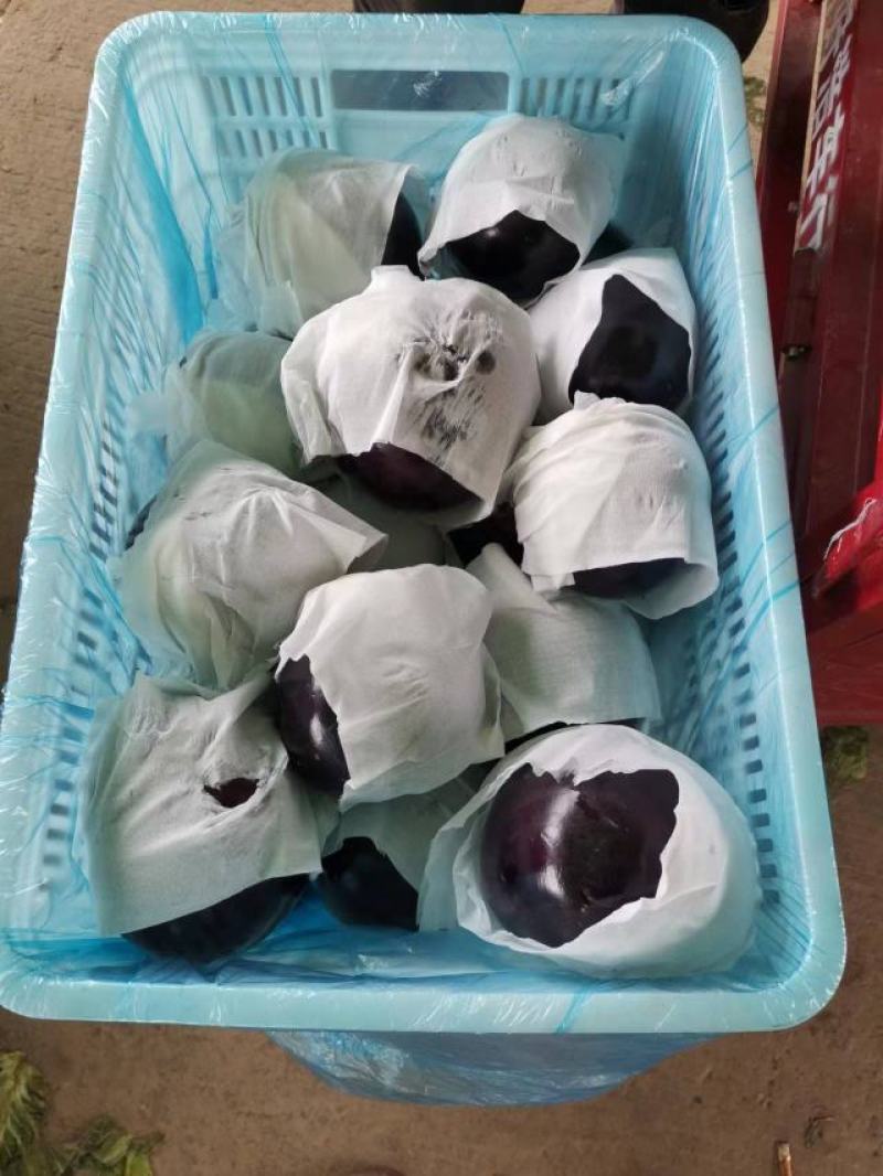 精品茄子河南紫光园茄大量上市产地直供个头均匀