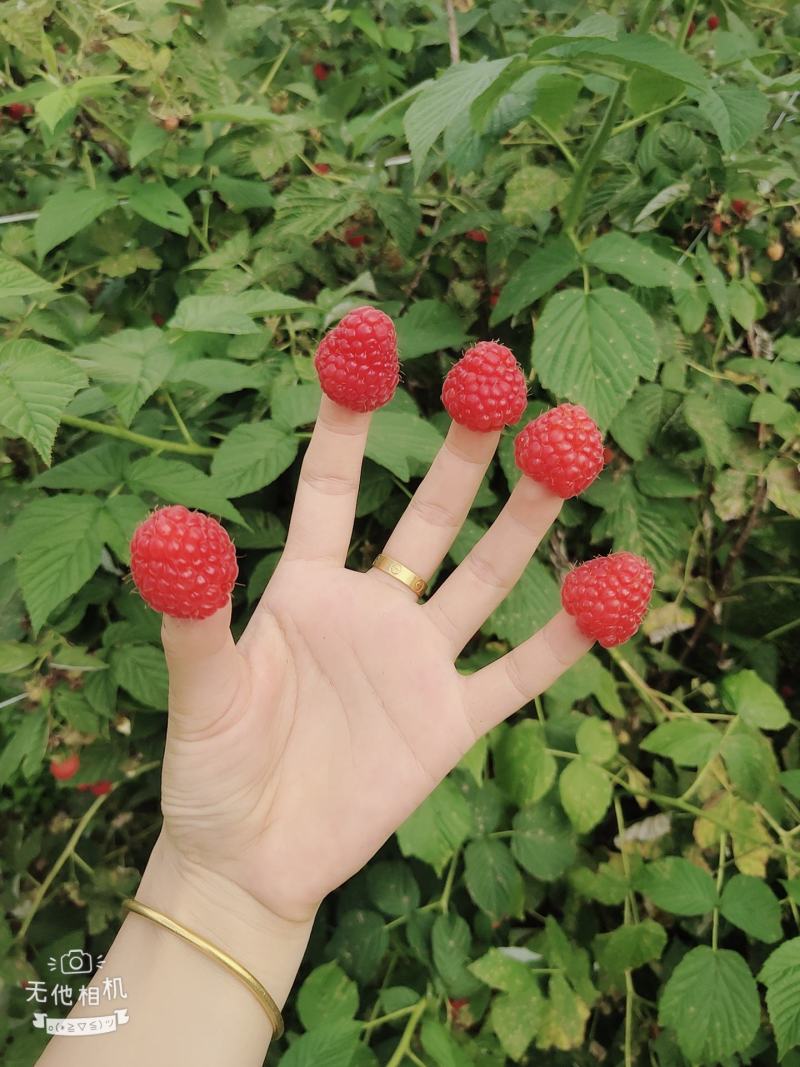 东北树莓苗