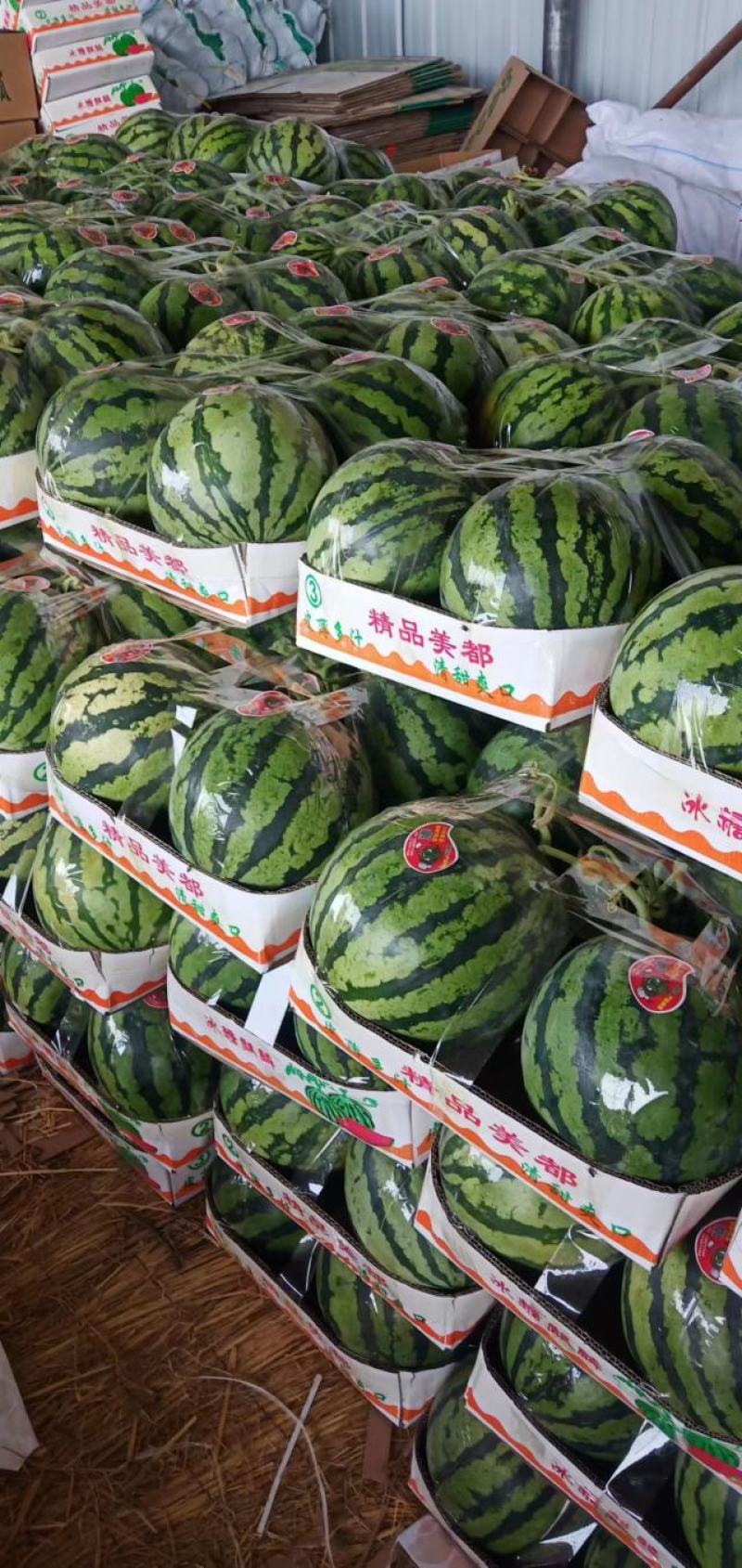砀山有籽美都，无籽美都，8424.五一大量上市，量大质优