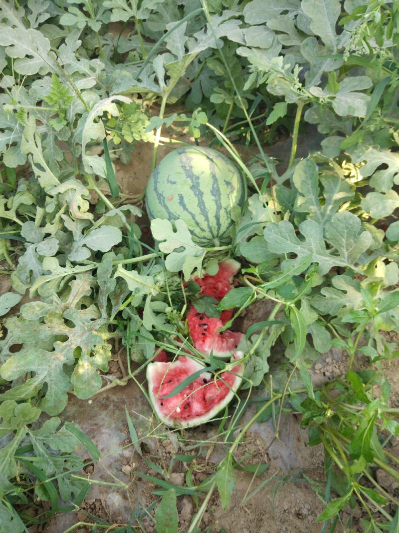 砀山有籽美都，无籽美都，8424.五一大量上市，量大质优