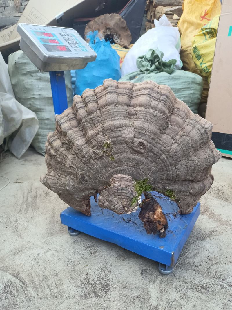 川西高原原生态请关注