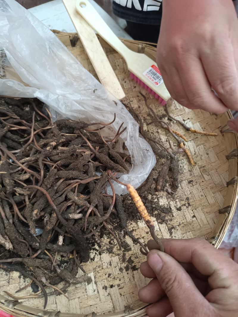 川西高原原生态请关注