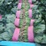 河南黑叶菠菜，20一25公分，全国代发，可以实地看货