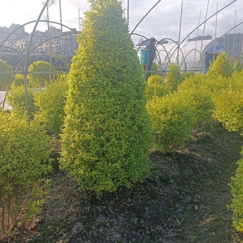 亮晶女贞塔，亮晶女贞球庭院别墅绿化苗木