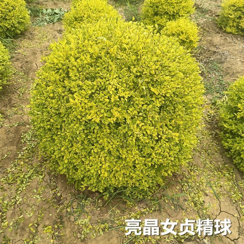 亮晶女贞塔，亮晶女贞球庭院别墅绿化苗木