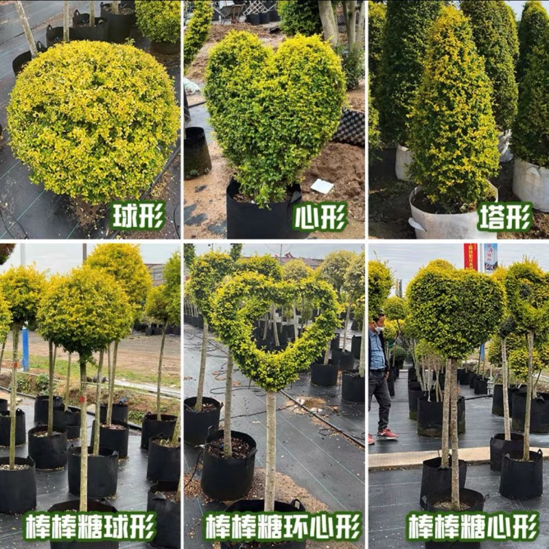 亮晶女贞塔，亮晶女贞球庭院别墅绿化苗木