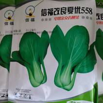 种植基地专用青梗叶绿大叶面上海青种子小油菜种子青梗菜种子