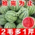 精品西瓜全国发货
