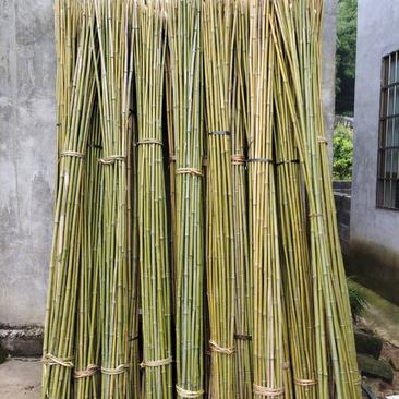 各类规格的金竹大量出售，冬瓜竹，小番茄竹，淮山竹量大从优