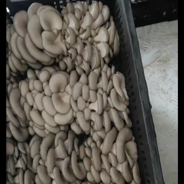 鲜平菇