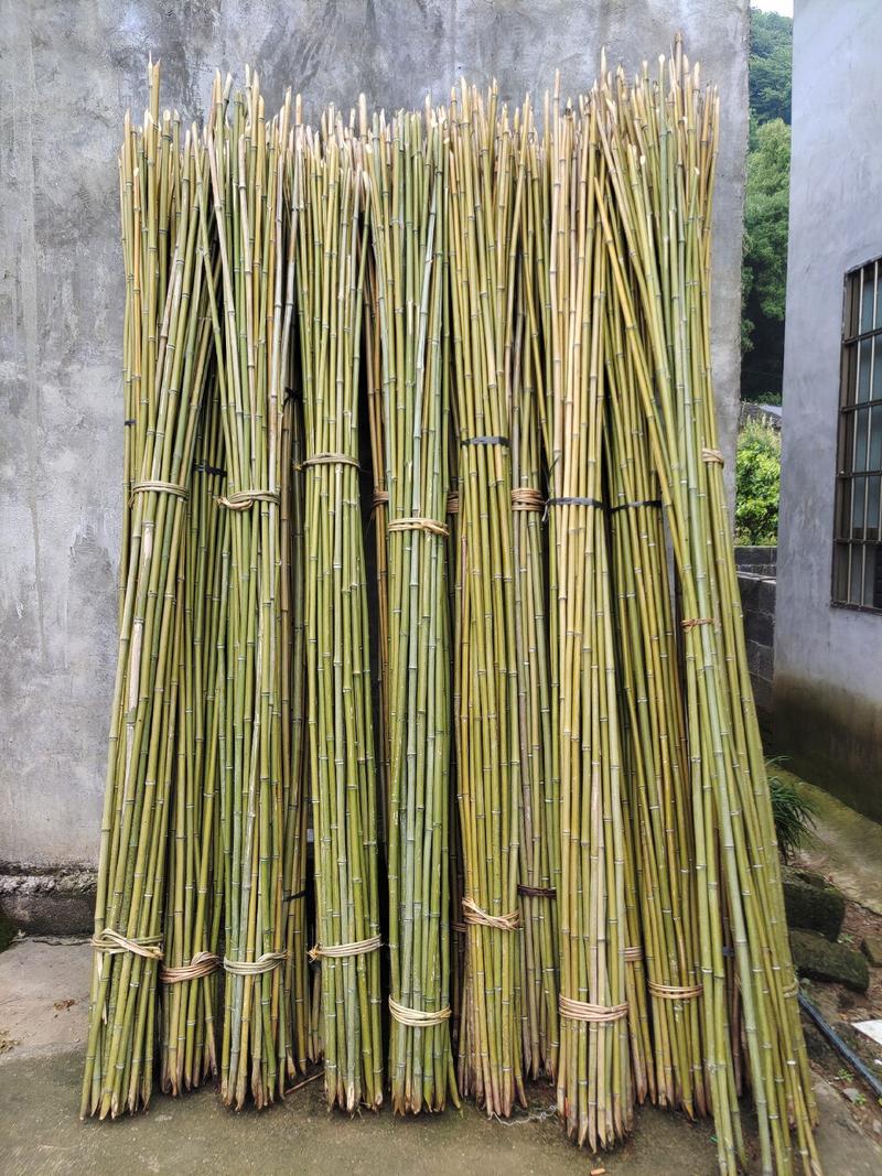 各类规格的金竹大量出售，冬瓜竹，小番茄竹，淮山竹量大从优