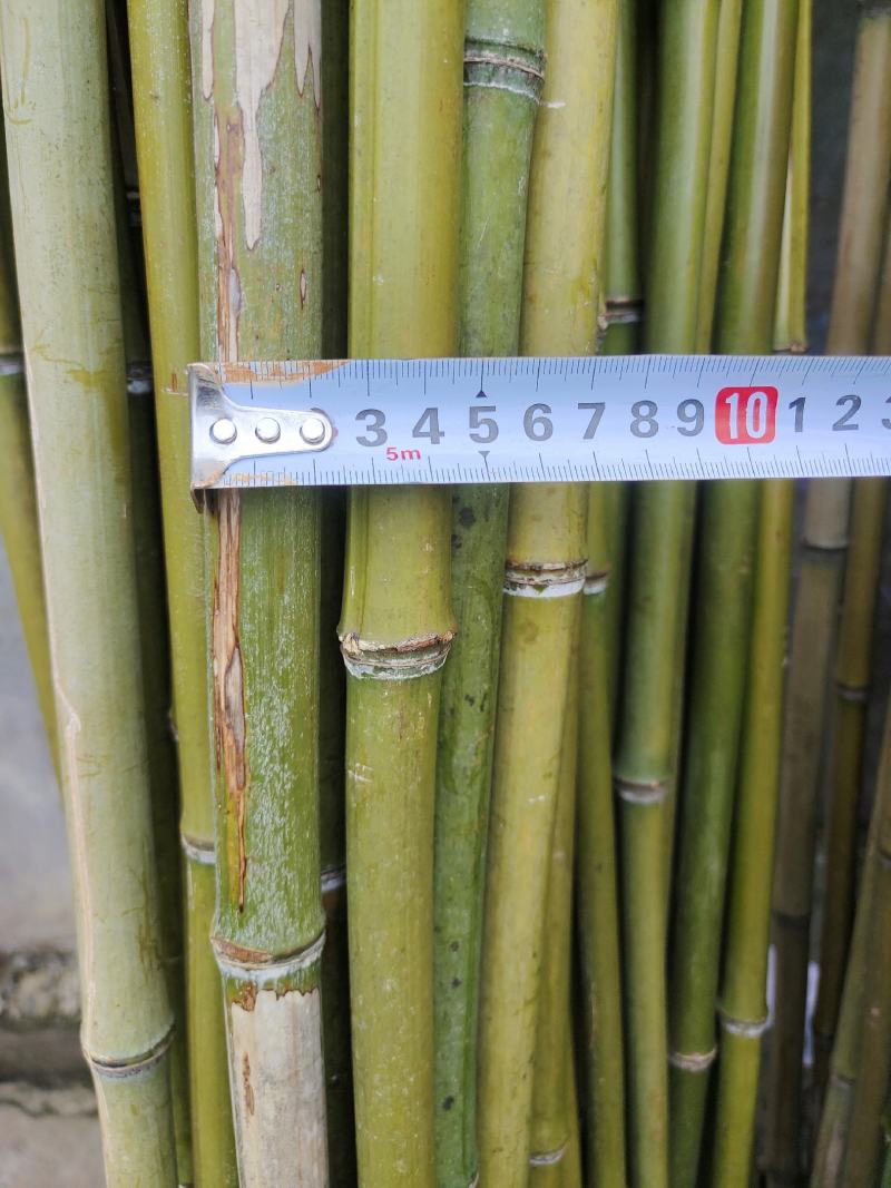 各类规格的金竹大量出售，冬瓜竹，小番茄竹，淮山竹量大从优