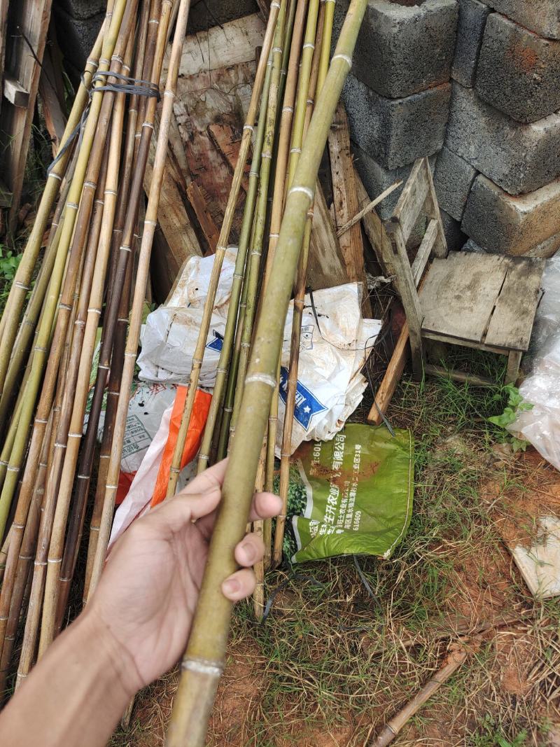 各类规格的金竹大量出售，冬瓜竹，小番茄竹，淮山竹量大从优