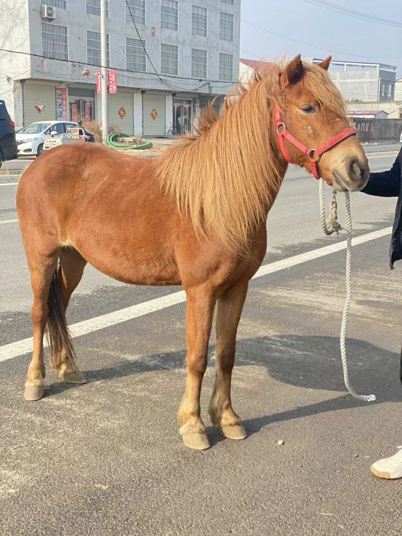 德保矮马特别温顺听话各种颜色骑乘马一匹也是批发价