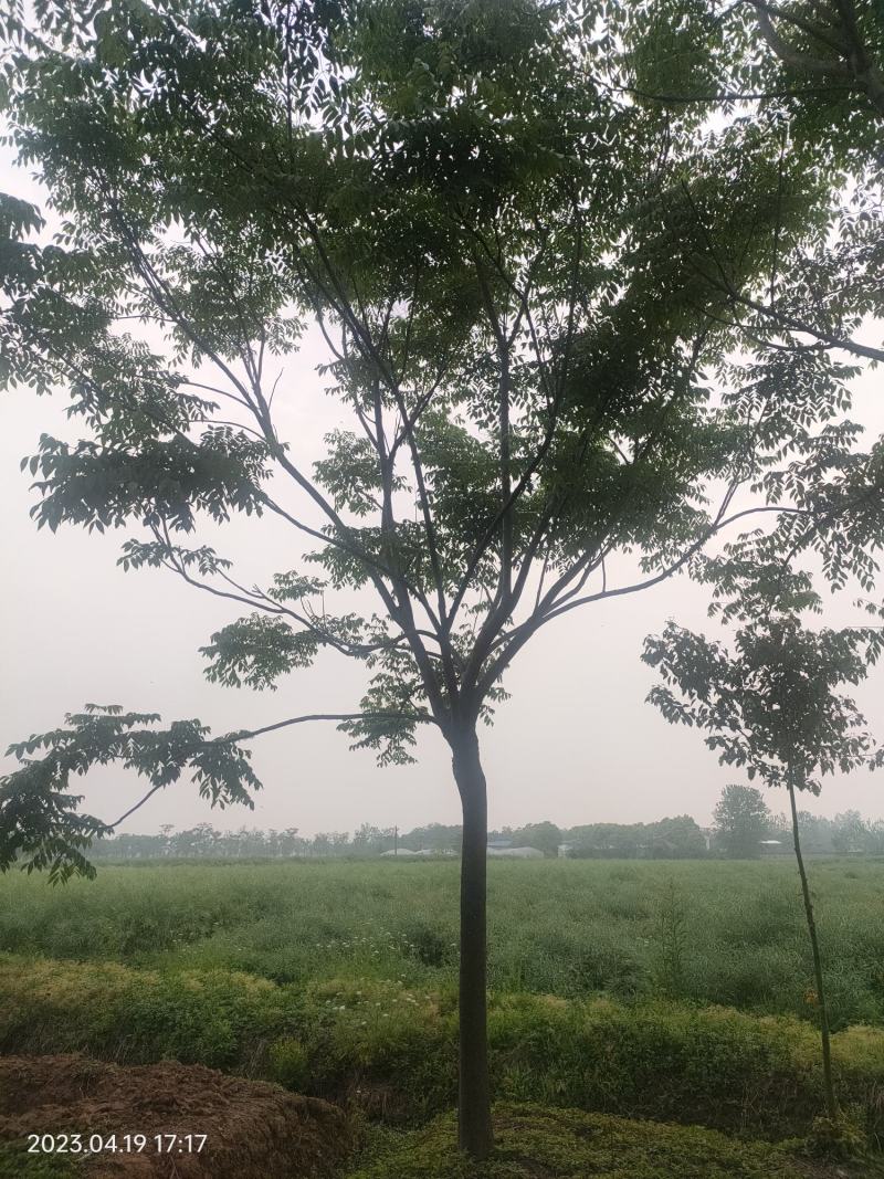 栾树国庆花