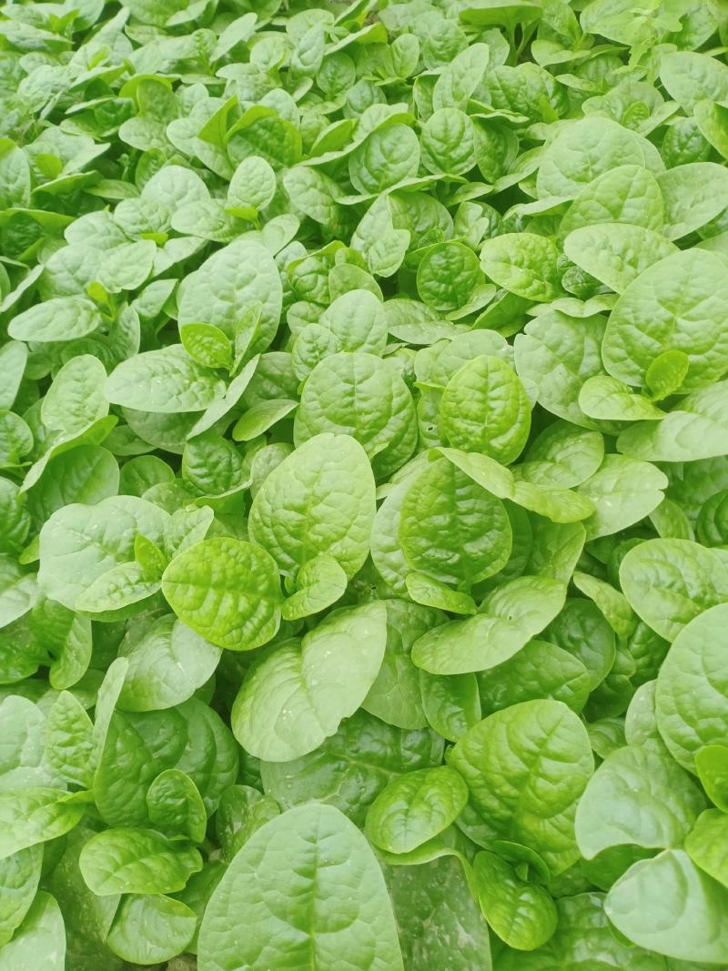 木耳菜