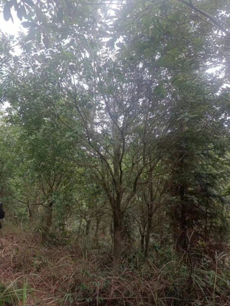 15高杆杨梅树