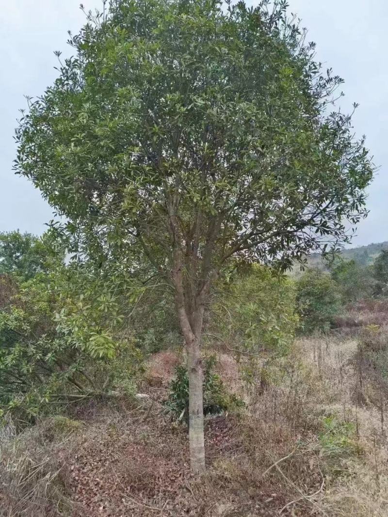15高杆杨梅树
