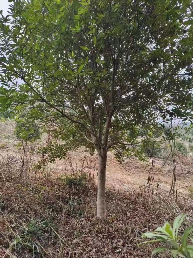 15高杆杨梅树