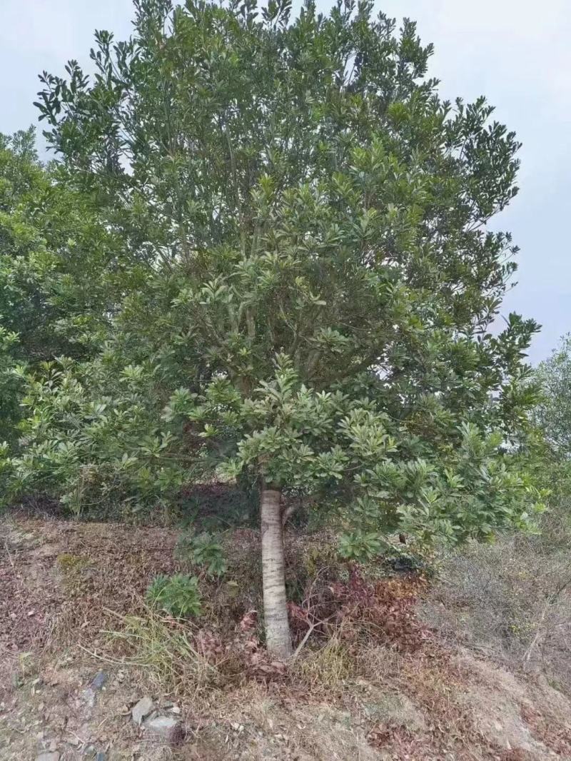 15高杆杨梅树