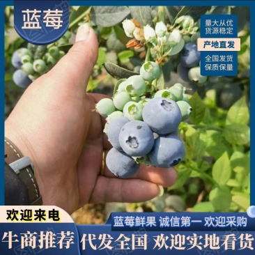 【精品优选】蓝莓鲜果一手货源产地直发，保质保量，欢迎来电