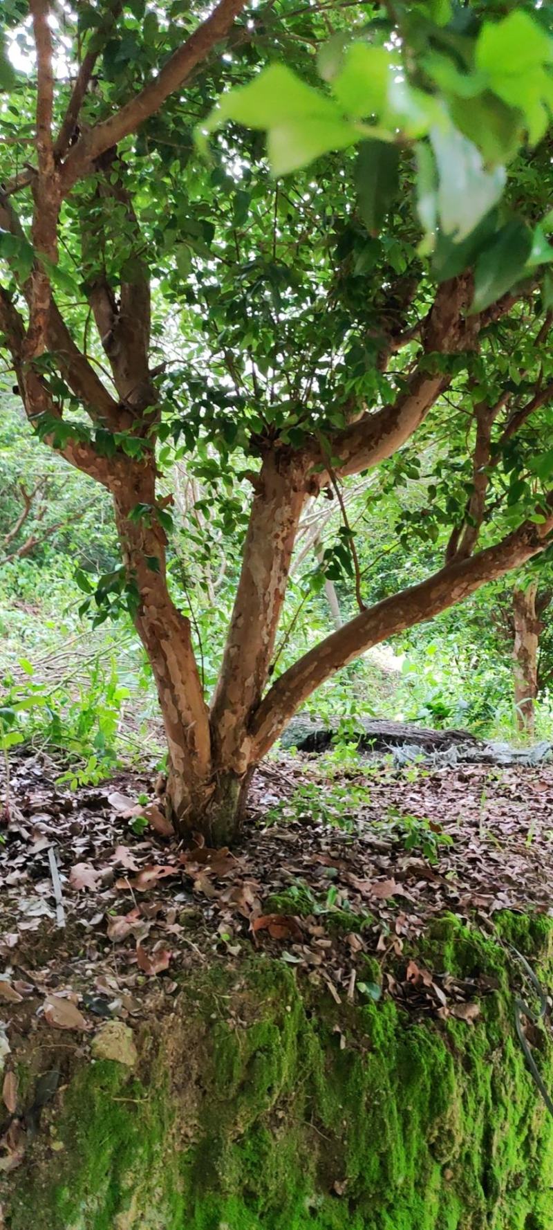 沙巴嘉宝果挂果树