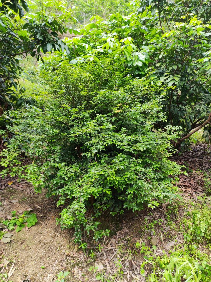沙巴嘉宝果挂果树