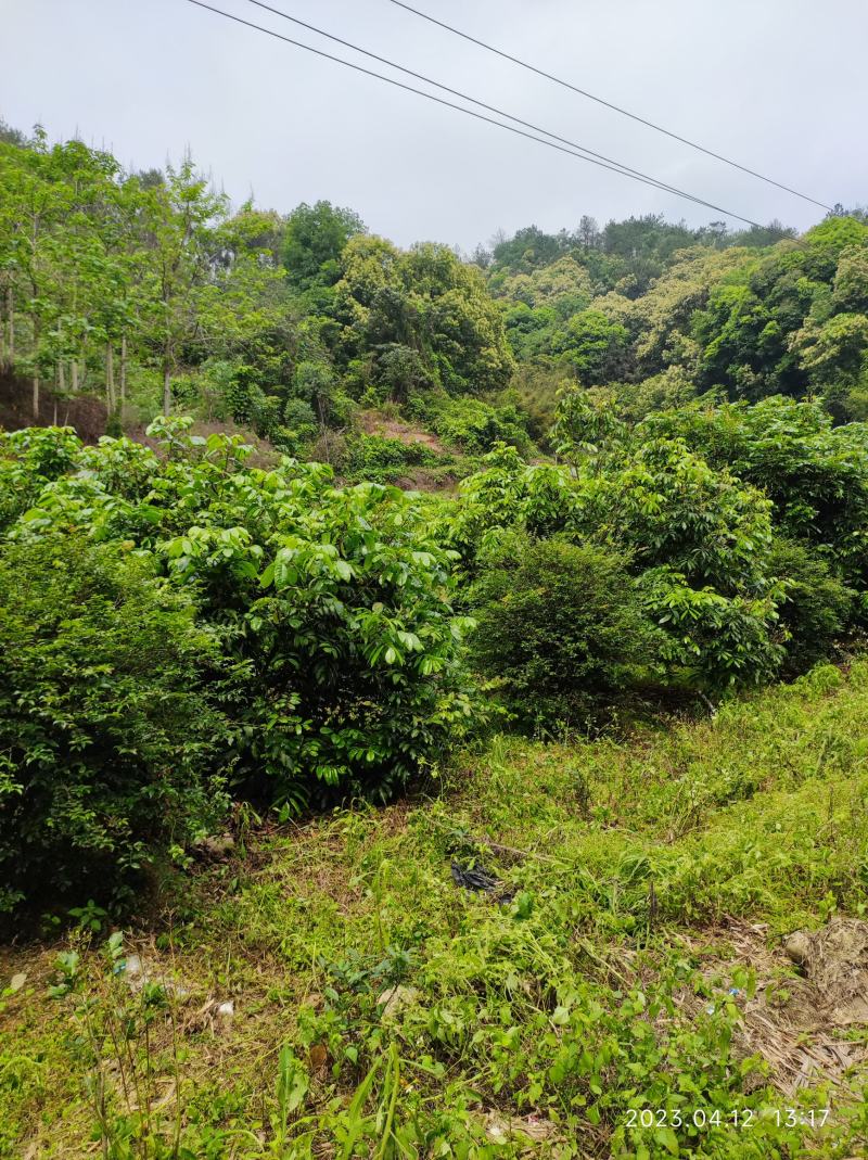 沙巴嘉宝果挂果树