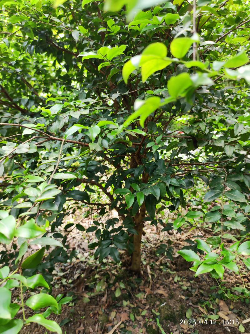 沙巴嘉宝果挂果树