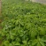 爬山虎三叶地锦五叶地锦多年生爬藤植物墙体布景