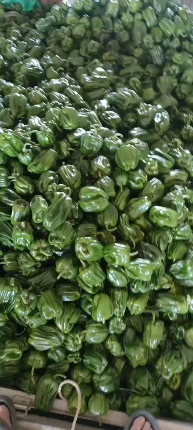 唐山滦南现有大量暖棚辣椒需要的朋友联系我