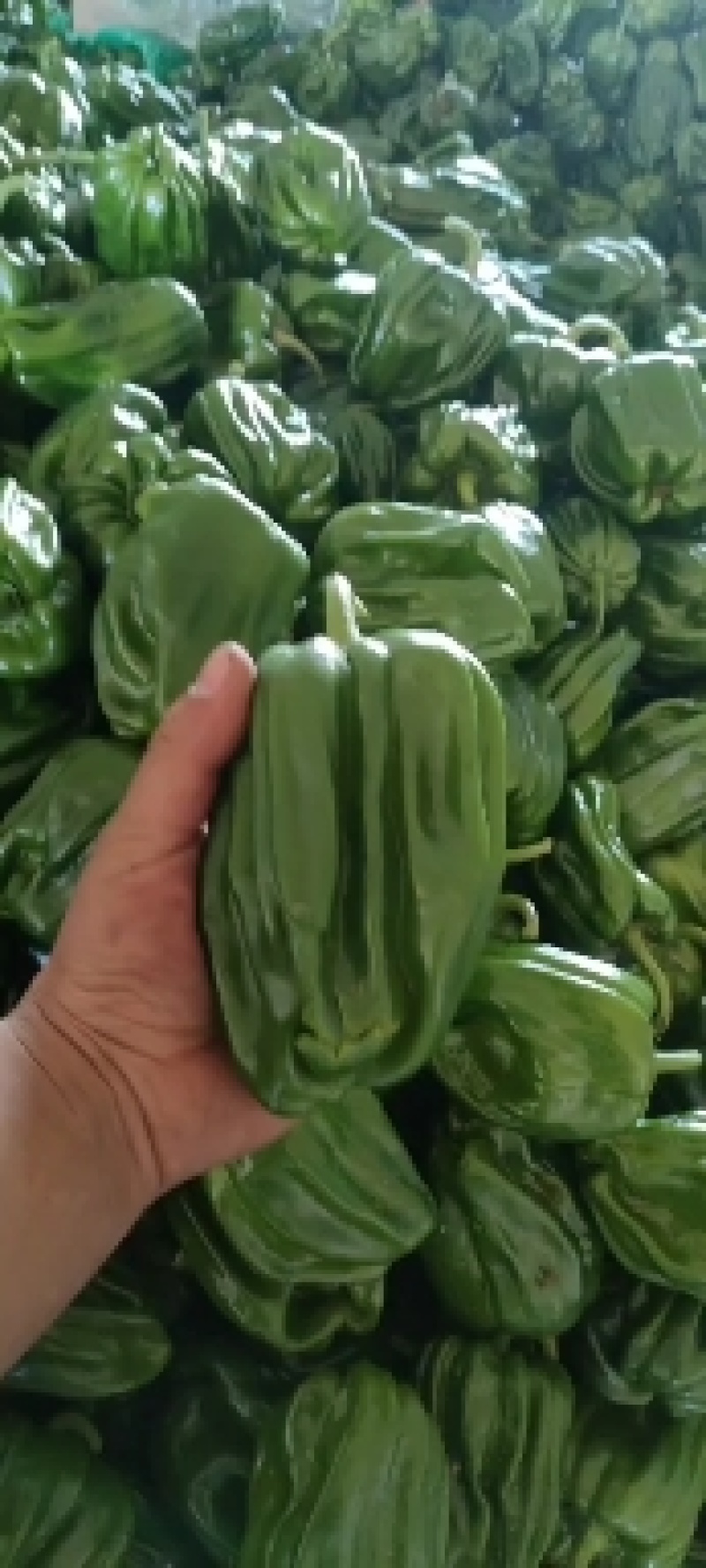 唐山滦南现有大量暖棚辣椒需要的朋友联系我