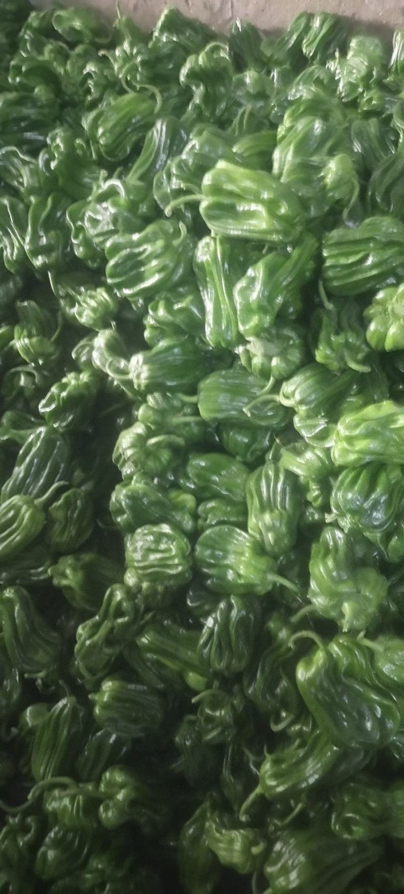 唐山滦南现有大量暖棚辣椒需要的朋友联系我