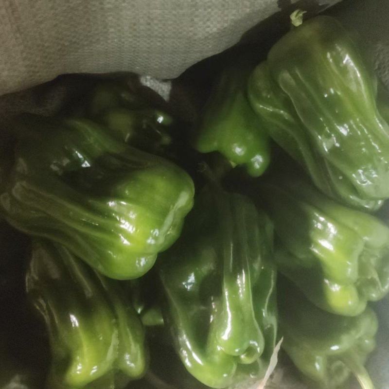 唐山滦南现有大量暖棚辣椒需要的朋友联系我