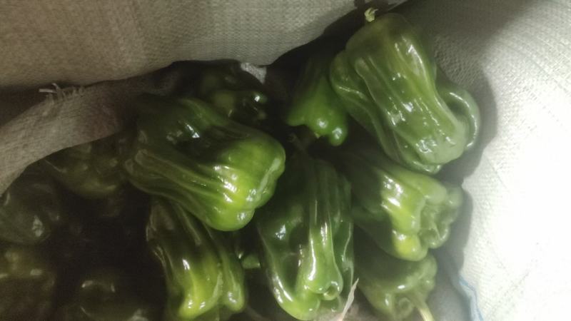 唐山滦南现有大量暖棚辣椒需要的朋友联系我