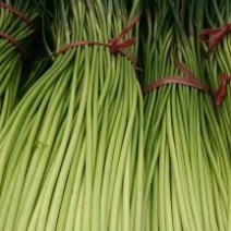 精品红帽蒜苔大量现货